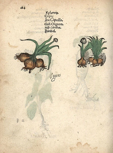 Onions, Allium cepa