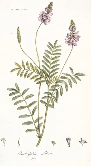 Framed Print : Onobrychis sativa, sainfoin seed Framed Print : Onobrychis sativa, sainfoin seed
