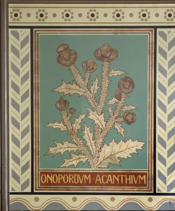 Framed Print : Onopordum acanthium, cotton thistle Framed Print : Onopordum acanthium, cotton thistle