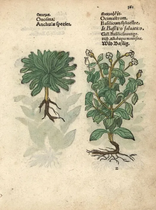 Framed Print : Onosma echioides and wild basil, Ocimum basilicum Framed Print : Onosma echioides and wild basil, Ocimum basilicum