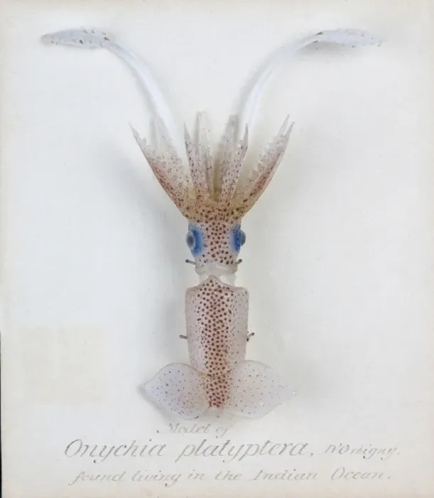 Framed Print : Onychia platyptera, squid Framed Print : Onychia platyptera, squid