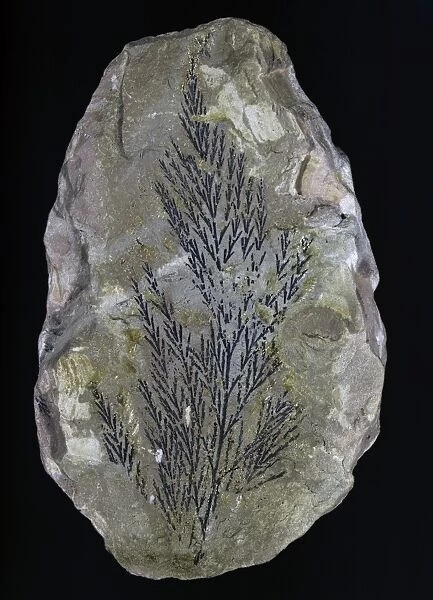 Onychiopis mantelli, fossil fern