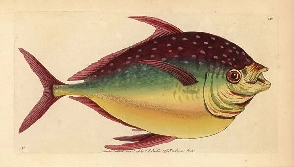 Opah fish, Lampris guttatus