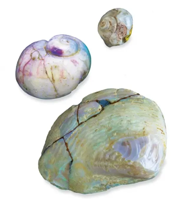 Framed Print : Opalised snails and clam Framed Print : Opalised snails and clam
