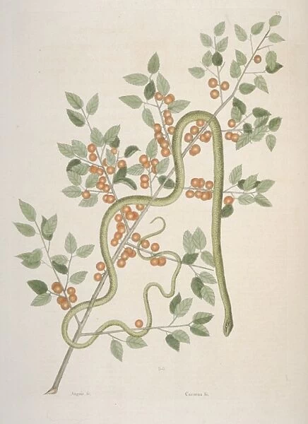 Opheodrys sp. green snake
