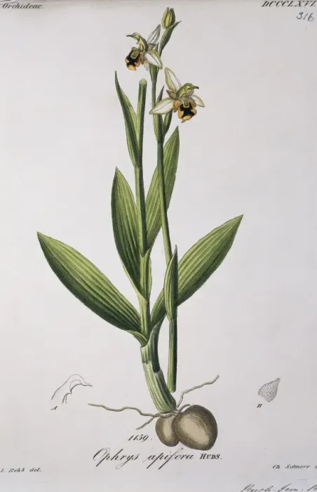 Framed Print : Ophrys apifera, bee orchid Framed Print : Ophrys apifera, bee orchid