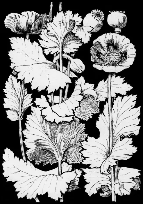Framed Print : Opium Poppy Framed Print : Opium Poppy
