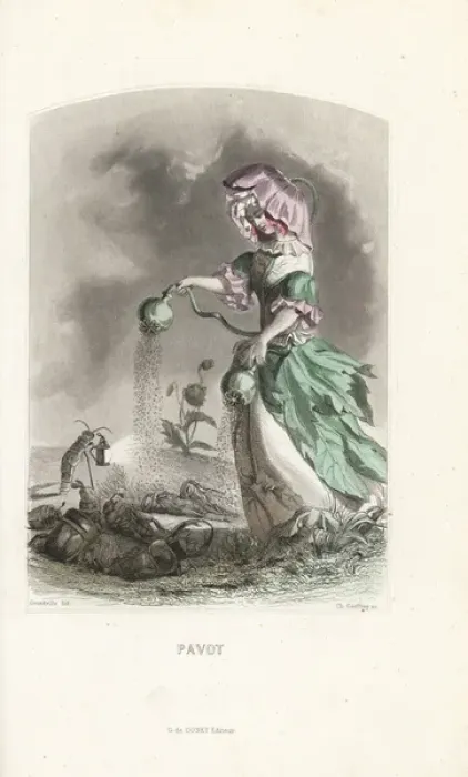 Framed Print : Opium poppy flower fairy, Papaver somniferum Framed Print : Opium poppy flower fairy, Papaver somniferum
