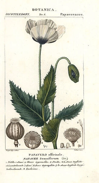 Opium poppy, Papaver somniferum, Papavero officinale