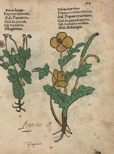 Opium poppy, Papaver somniferum, and horned