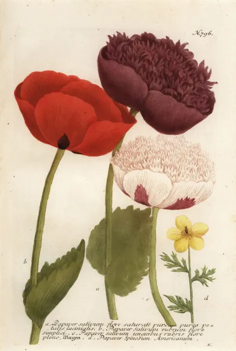 Framed Print : Opium poppy varieties, Papaver somniferum Framed Print : Opium poppy varieties, Papaver somniferum