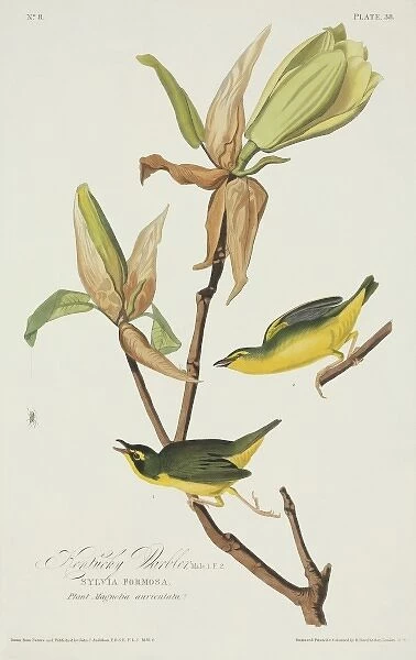 Oporornis formosus, Kentucky warbler