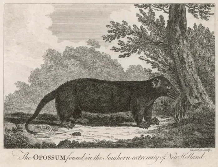 Framed Print : Opossum, 18th Century Framed Print : Opossum, 18th Century