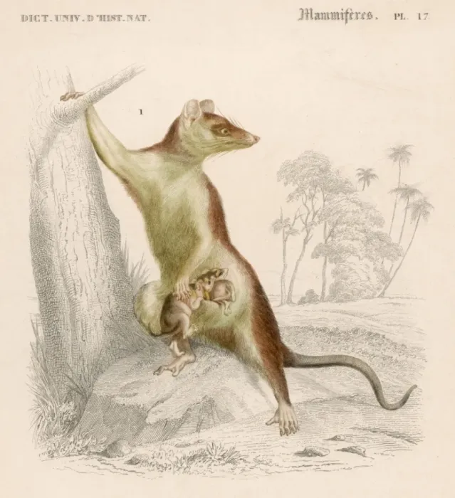 Framed Print : Opossum Didelphis 19C Framed Print : Opossum Didelphis 19C