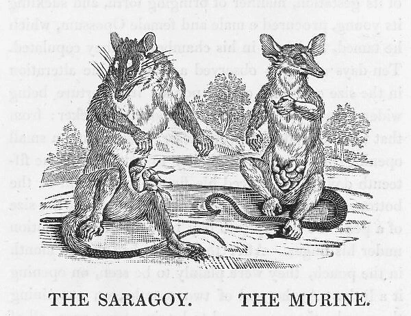 Opossums (Bewick). Left, the SARAGOY, or MULUCCA OPOSSUM, from the East Indies