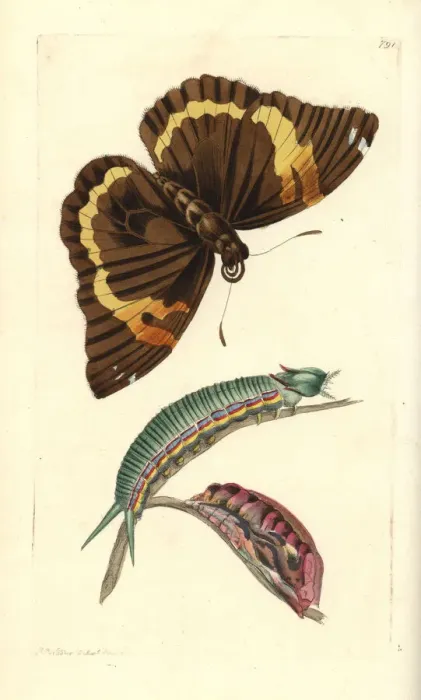 Framed Print : Opsiphanes cassiae butterfly Framed Print : Opsiphanes cassiae butterfly