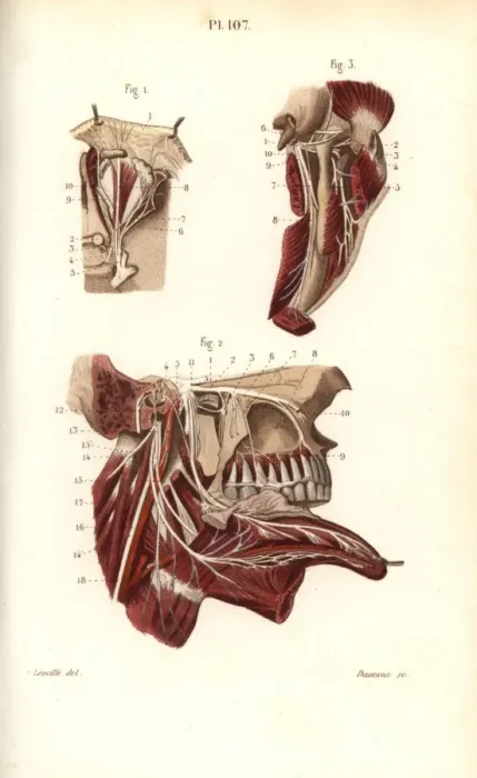 Framed Print : Opthalmic and maxillary nerves in the fifth cranial nerve Framed Print : Opthalmic and maxillary nerves in the fifth cranial nerve