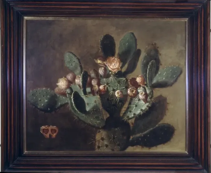 Framed Print : Opunita fiscus-indica, prickly pear Framed Print : Opunita fiscus-indica, prickly pear