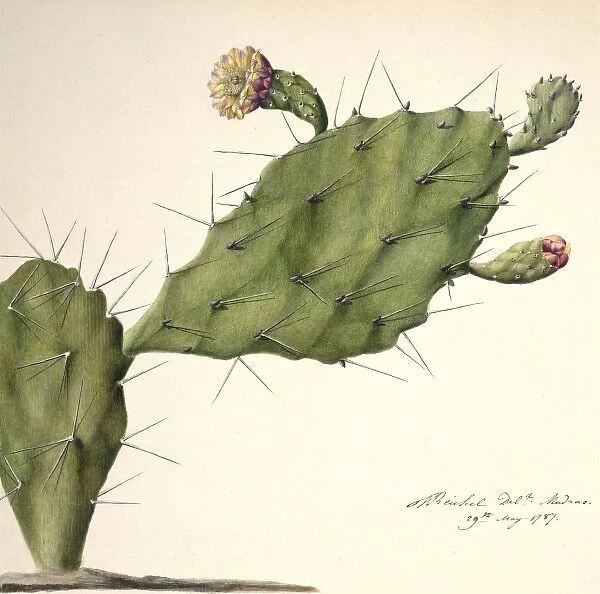 Opunita fiscus-indica, prickly pear