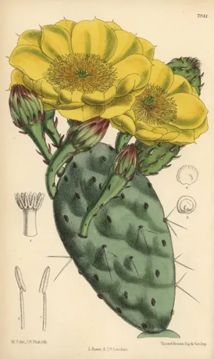 Framed Print : Opuntia rafinesquii, cactus with large yellow Framed Print : Opuntia rafinesquii, cactus with large yellow