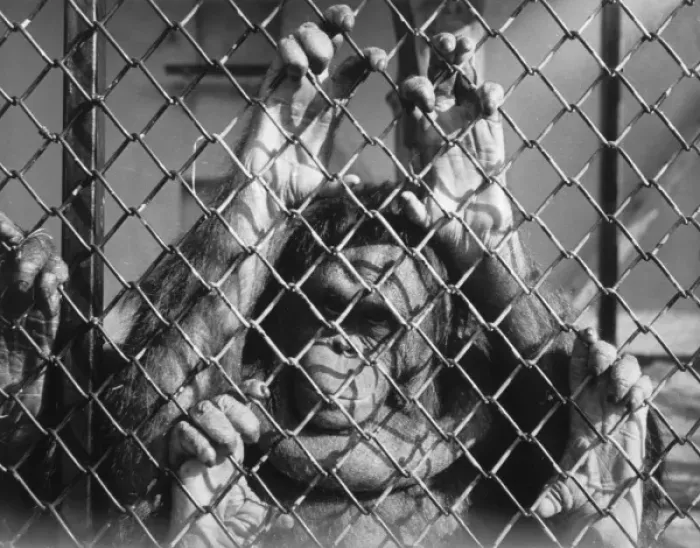 Framed Print : Orang-Outang Looks at US Framed Print : Orang-Outang Looks at US