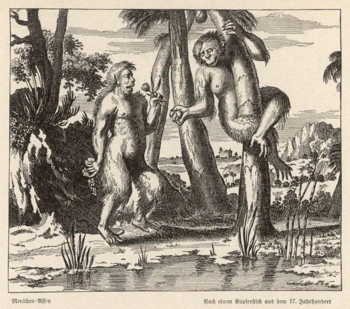 Framed Print : Orang-Utan (C17) Framed Print : Orang-Utan (C17)