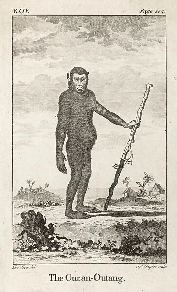 Orang-Utan (C18). (pongo pygmaeus) 18th century savants considered the
