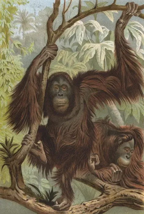 Framed Print : Orang-Utan (Lydeker) Framed Print : Orang-Utan (Lydeker)