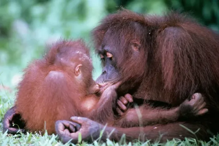 Framed Print : ORANG-UTAN - Mother kissing baby Framed Print : ORANG-UTAN - Mother kissing baby