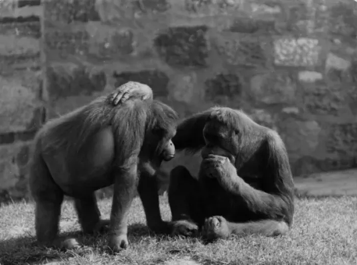 Framed Print : Orang Utan Pals Framed Print : Orang Utan Pals