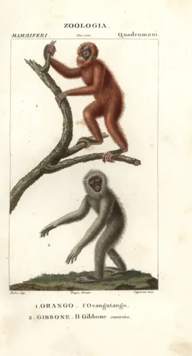 Framed Print : Orang utan, Pongo pygmaeus (endangered) Framed Print : Orang utan, Pongo pygmaeus (endangered)