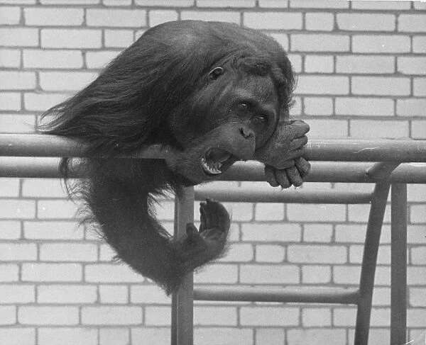 An orang utan sitting on his perch