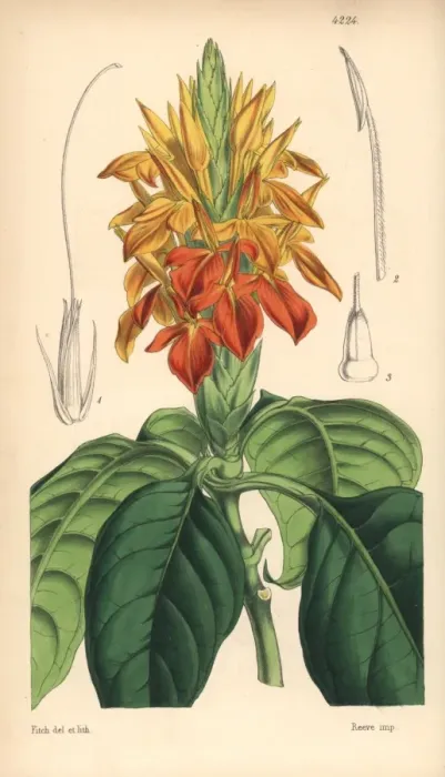 Framed Print : Orange aphelandra, Aphelandra aurantiaca Framed Print : Orange aphelandra, Aphelandra aurantiaca