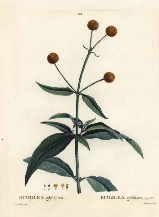 Framed Print : Orange-ball-tree or orange ball buddleja, Buddleja globosa