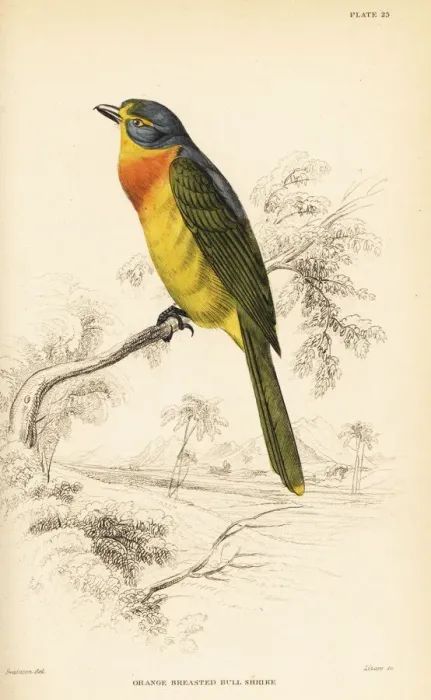 Framed Print : Orange-breasted bushshrike, Chlorophoneus sulfureopectus Framed Print : Orange-breasted bushshrike, Chlorophoneus sulfureopectus
