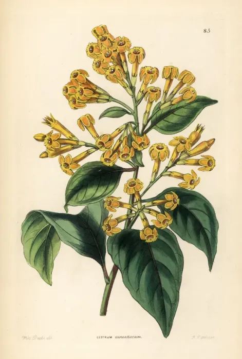 Framed Print : Orange cestrum, Cestrum aurantiacum Framed Print : Orange cestrum, Cestrum aurantiacum