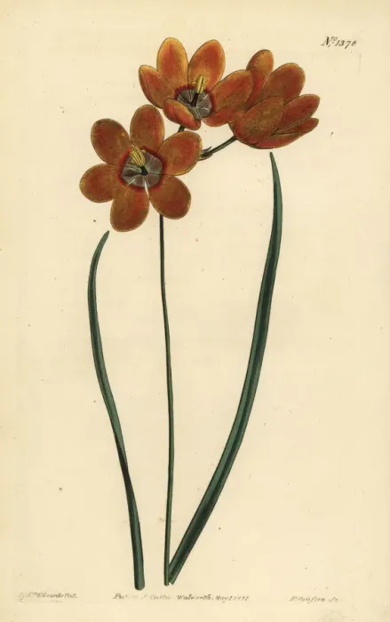 Framed Print : Orange coloured monadelphous ixia, Ixia monadelpha Framed Print : Orange coloured monadelphous ixia, Ixia monadelpha