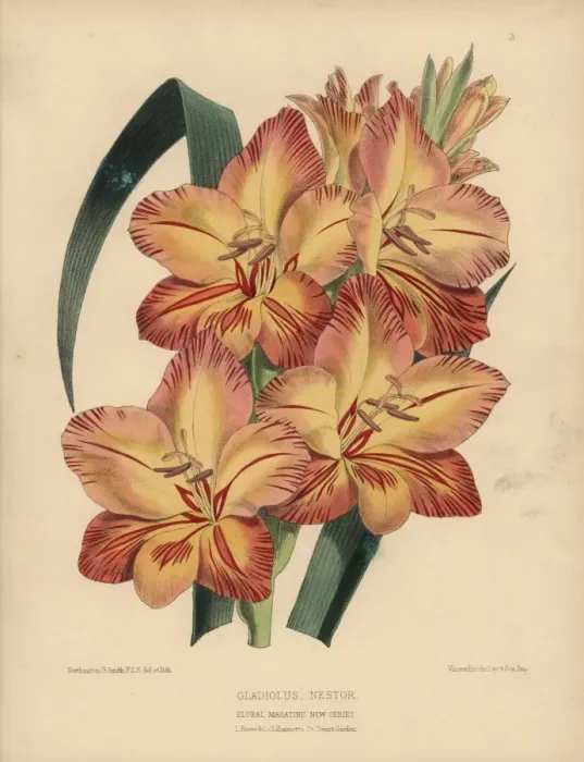 Framed Print : Orange and crimson Gladiolus nestor Framed Print : Orange and crimson Gladiolus nestor