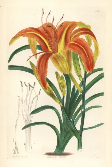 Framed Print : Orange day-lily, Hemerocallis fulva var. angustifolia Framed Print : Orange day-lily, Hemerocallis fulva var. angustifolia
