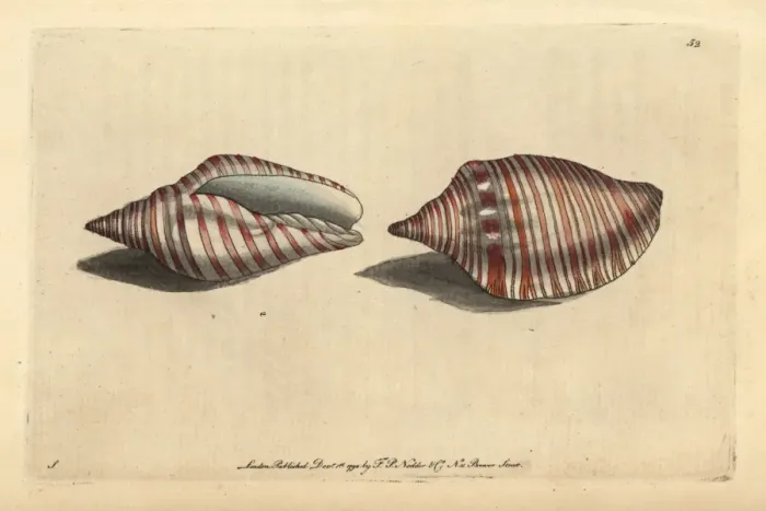 Framed Print : Orange flag shell or orange-striped volute, Voluta arausiaca Framed Print : Orange flag shell or orange-striped volute, Voluta arausiaca