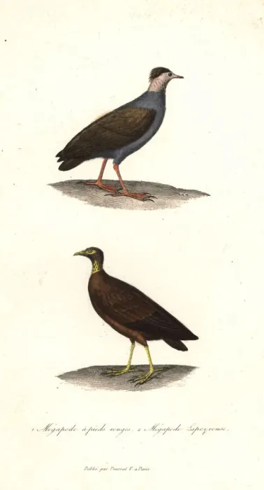 Framed Print : Orange-footed scrubfowl and Micronesian scrubfowl Framed Print : Orange-footed scrubfowl and Micronesian scrubfowl