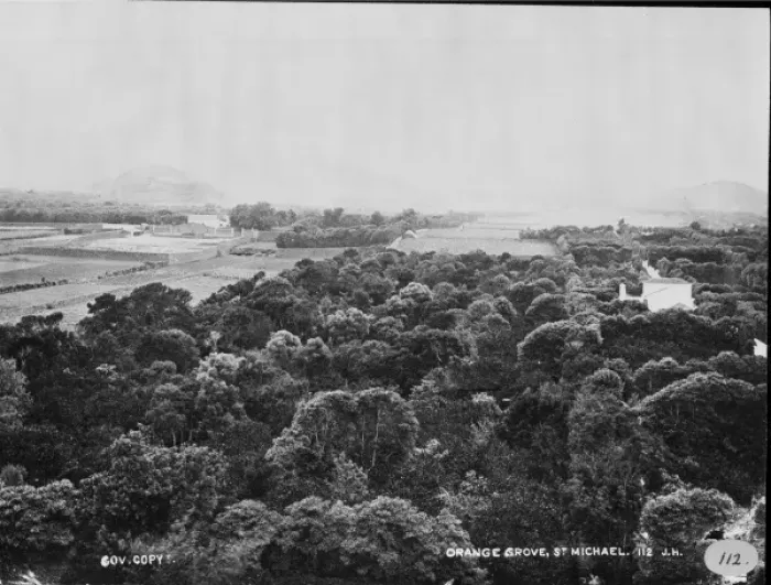 Framed Print : Orange Grove, St. Michael, Azores 1873 Framed Print : Orange Grove, St. Michael, Azores 1873