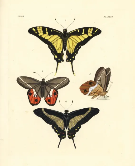 Framed Print : Orange kite swallowtail, Pierella nereis Framed Print : Orange kite swallowtail, Pierella nereis