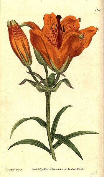 Orange lily, Lilium bulbiferum