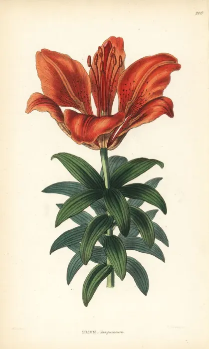 Framed Print : Orange lily, Lilium bulbiferum Framed Print : Orange lily, Lilium bulbiferum