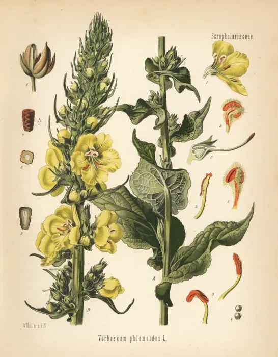 Framed Print : Orange mullein, Verbascum phlomoides Framed Print : Orange mullein, Verbascum phlomoides