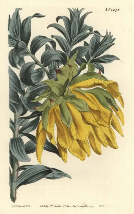 Framed Print : Orange nodding-head or mountain dahlia, Liparia splendens Framed Print : Orange nodding-head or mountain dahlia, Liparia splendens