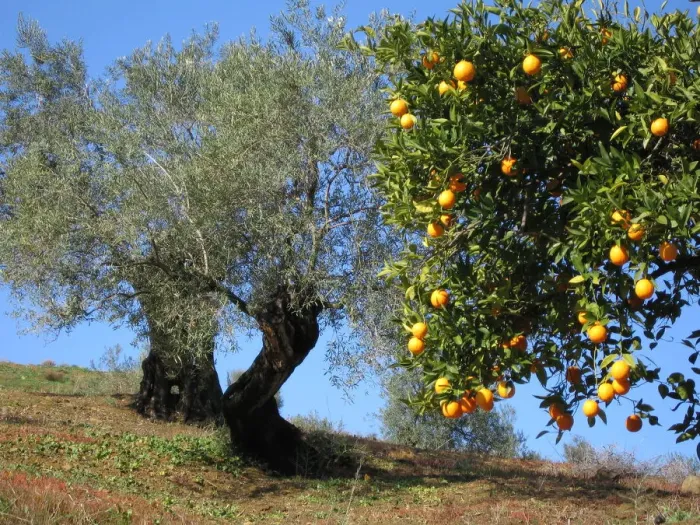 Framed Print : Orange and olive trees in early spring, Andalucia, Spain Framed Print : Orange and olive trees in early spring, Andalucia, Spain