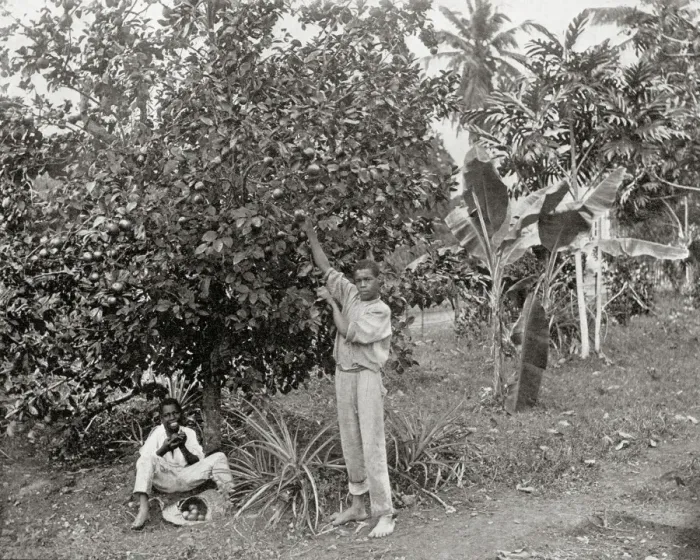 Framed Print : Orange-picking in Jamaica Framed Print : Orange-picking in Jamaica