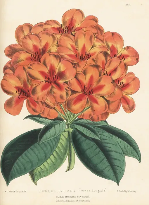 Framed Print : Orange rhododendron hybrid, Prince Leopold Framed Print : Orange rhododendron hybrid, Prince Leopold